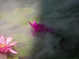  lotus