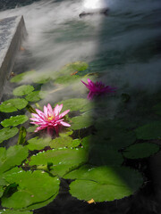  lotus