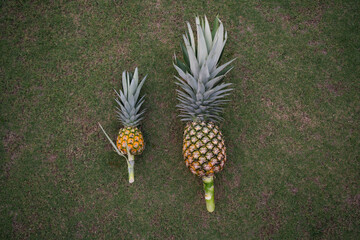 Small and Large ripe pineapple placed on lush green grass. perfectly placed on lush green grass.