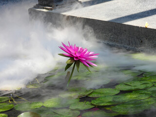  lotus