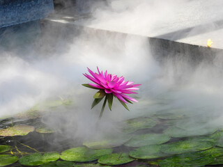  lotus