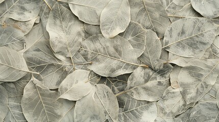 A detailed close-up of the intricate skeleton texture of poplar leaves, showcasing the fine, web-like veins against a light background.

