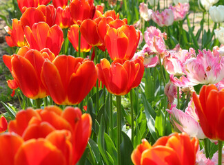 orange tulips bloomed in spring symbol of the Netherlands and Holland in general