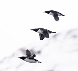  guillemots in flight