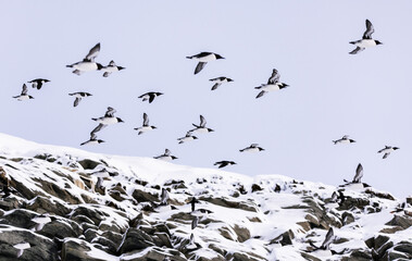 large flock of guillemots in flight