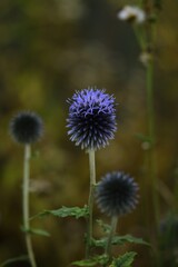 Globe thistle. Blue echinops flower on bokeh background, selective focus.