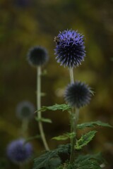 Globe thistle nad bee. Blue echinops flower macro on bokeh background, closeup,  selective focus.
