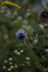 Globe thistle. Blue echinops flower on bokeh background, selective focus.