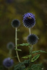 Globe thistle. Bee on blue echinops flower on bokeh background, selective focus.