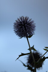 Globe thistle. Blue echinops flower on bokeh background, selective focus.