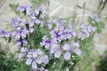 Phacelia flowers blooming in english cottage garden. Honey Bees and bumblebees pollinating and...