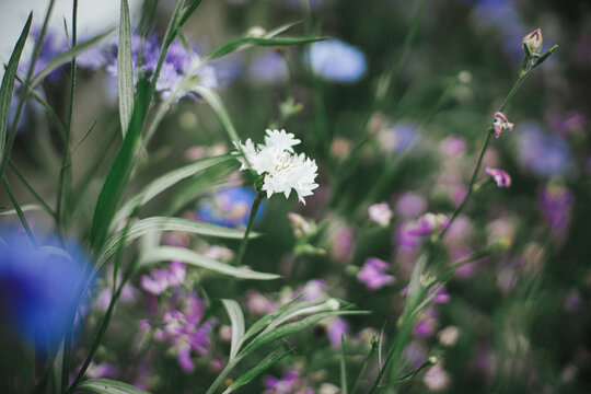 Beautiful cornflower blooming in english cottage garden. Close up of white cornflower and matiola flower. Floral wallpaper. Homestead lifestyle and wild natural garden