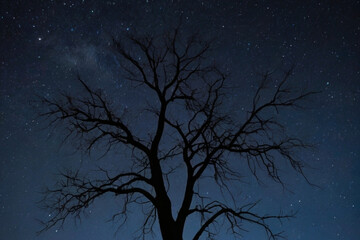 Bare Tree Against Starry Sky