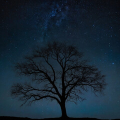 Bare Tree Against Starry Sky