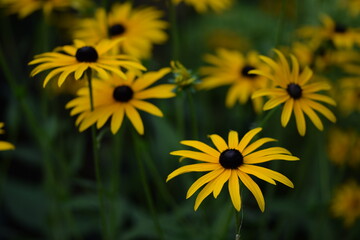 Rudbeckia blooming, yellow rudbeckia flowers closeup on bokeh flowers background, floral coneflowers background, selective focus..