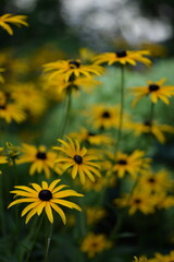 Rudbeckia blooming, yellow rudbeckia flowers closeup on bokeh flowers background, floral coneflowers background, selective focus..