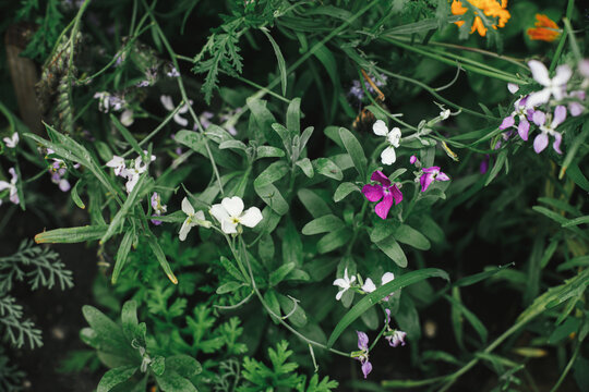 Beautiful matiola blooming in english cottage garden. Close up of pink and white flowers. Floral wallpaper. Homestead lifestyle and wild natural garden