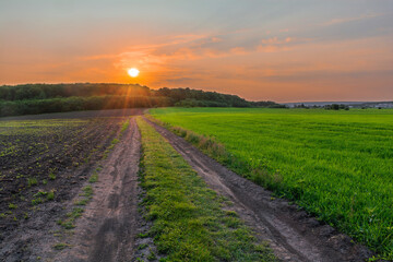 An amazing sunset over a dirt road leading to the forest