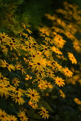 Rudbeckia blooming, yellow rudbeckia flowers closeup on bokeh flowers background, floral coneflowers background, selective focus.. - obrazy, fototapety, plakaty