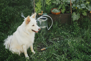 Cute dog sitting at raised garden bed. Growing vegetables in urban organic garden. Homestead...