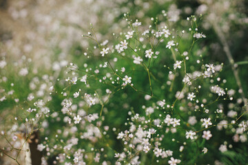 Beautiful gypsophila blooming in english cottage garden. Close up of white baby's breath flowers. Floral wallpaper. Homestead lifestyle and wild natural garden