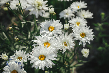 Beautiful leucanthemum blooming in english cottage garden. Close up of white daisy flowers. Floral wallpaper. Homestead lifestyle and wild natural garden