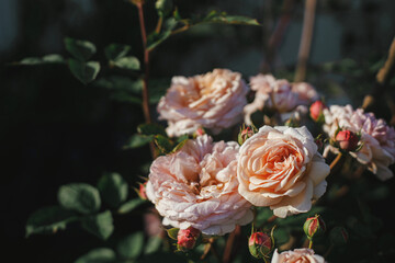 Beautiful rose blooming in english cottage garden. Close up of englsh pink rose flower. Floral wallpaper