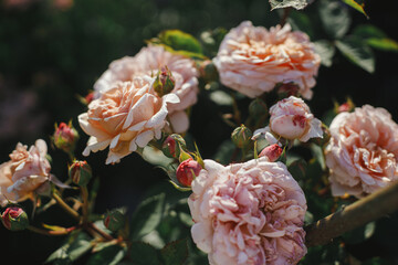 Beautiful rose blooming in english cottage garden. Close up of englsh pink rose flower. Floral wallpaper