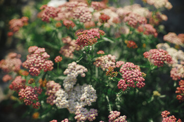 Beautiful yarrow blooming in english cottage garden. Close up of pink and red yarrow flower. Floral wallpaper. Homestead lifestyle and wild natural garden