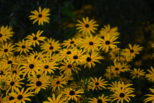 Rudbeckia blooming, yellow rudbeckia flowers closeup on bokeh flowers background, floral coneflowers background, selective focus..