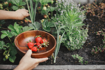 Hand picking organic strawberry from raised garden bed close up. Homestead lifestyle. Gathering homegrown berries in wooden bowl from community garden