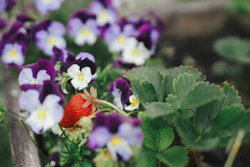 Strawberries in raised garden bed with viola flowers close up. Homestead lifestyle. Gathering homegrown organic berries in urban garden