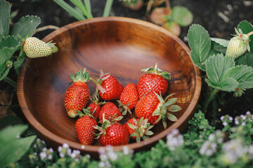 Strawberries in wooden bowl on raised garden bed close up. Homestead lifestyle. Gathering homegrown organic berries in urban garden