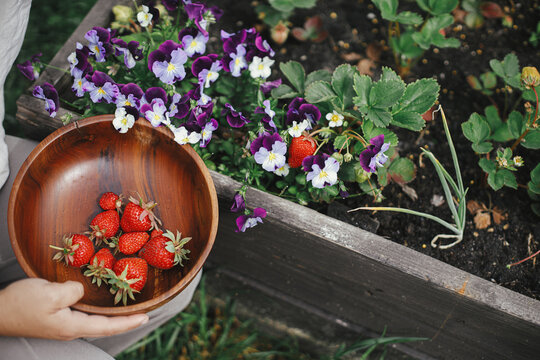 Hand picking organic strawberry from raised garden bed close up. Homestead lifestyle. Gathering homegrown berries in wooden bowl from community garden