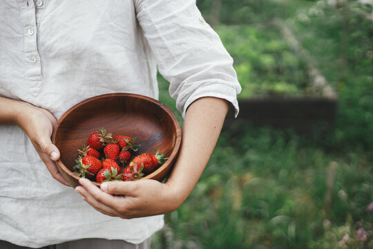 Hands holding organic strawberries in bowl from raised garden bed. Homestead lifestyle. Gathering homegrown berries from community garden