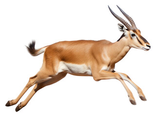 PNG Antelope running wildlife animal mammal - obrazy, fototapety, plakaty