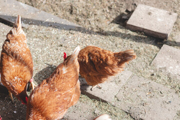 Domestic chicken with brown and white feathers running around the yard in the free range. Organic chickens. Homegrown eggs. Funny expression