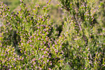 Densely packed green shrubs with scattered small purple flowers. The vibrant colors highlight the...