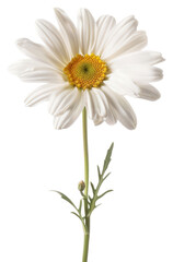 PNG White daisy flowers petal plant white background - obrazy, fototapety, plakaty