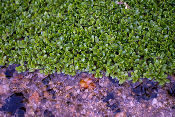 A close-up view of green vegetation, possibly moss or small plants, growing on a wet, rocky surface. The contrasting textures highlight the interaction between plant life and its environment.