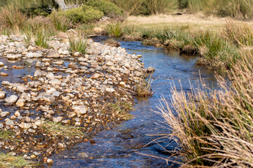 A small, clear stream flows through a natural landscape, bordered by grassy areas and rocks. Surrounding vegetation includes grasses and shrubs. The serene environment showcases a freshwater ecosystem