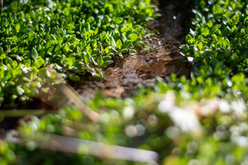A small, clear stream flows through dense green vegetation, with light reflecting off the water's surface. The lush, healthy plants contrast with the shimmering water, creating a serene natural scene.