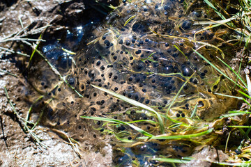 A cluster of frog eggs encased in a gelatinous substance, floating in a shallow body of water surrounded by grass and soil. The image captures the early stage of frog development in a natural habitat.