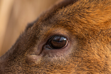 close up of an eye of a horse