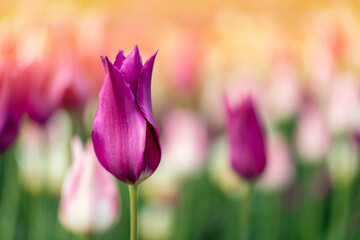 Spring flowers blooming in a park on a sunny day. Tulip festival in springtime