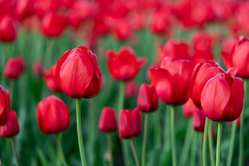 Field of red tulips in a park in spring. Flower full frame background