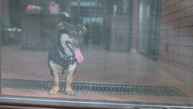 A small puppy barks through the door window, missing its owner. Lonely pet. Dog stares through a window.
