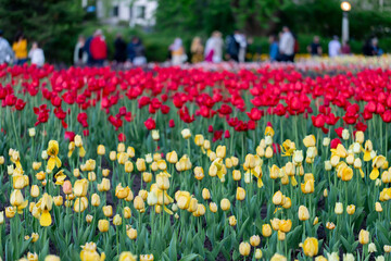 Tulip festival in Ottawa, Canada. Spring flowers in park with walking people.