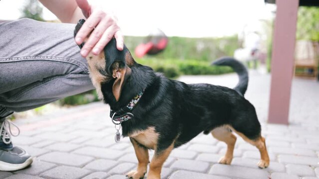 Owner strokes dog with hand, outdoors. Closeup dog sitting next its owner. Concept human animal friendship. Man stroking small black dog outdoors. Dog get caress from owner. Owner loves pet.