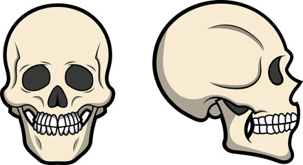 Cráneo vista de frente y vista de lado estilo cartoon.